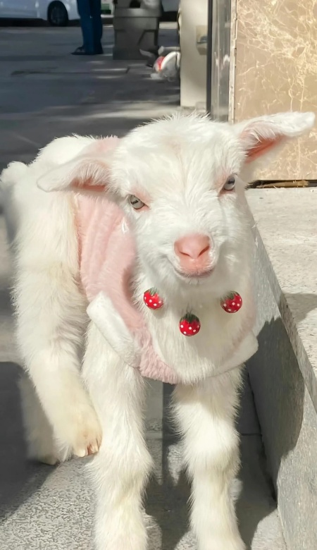 这些可爱小羊壁纸萌化啦 让屏幕秒变治愈牧场