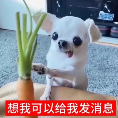 2025吉娃娃表情包来袭 萌翻又搞怪聊天必备