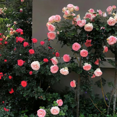 私藏已久的心动短句签名 那些在备忘录躺成白月光的文案