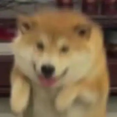 装傻装不懂表情包来袭 萌混过关必备