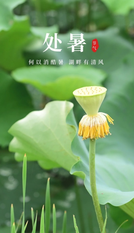 2025处暑节气海报分享 暑散凉生的东方美学