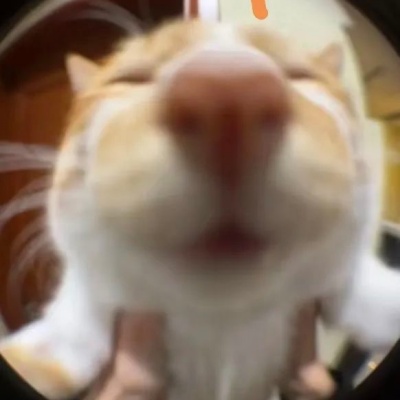 丑猫暴击表情包来袭 越丑越上头的魔性美学