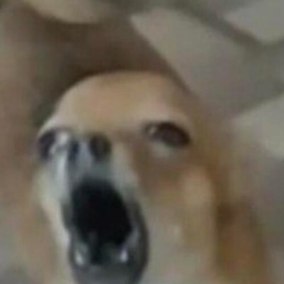 小狗表情包日常 演我每天精神状态的真实写照