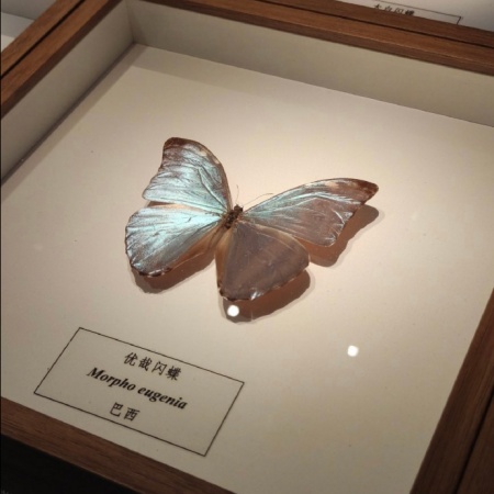 蝴蝶标本图片美学 定格翅膀的永恒浪漫