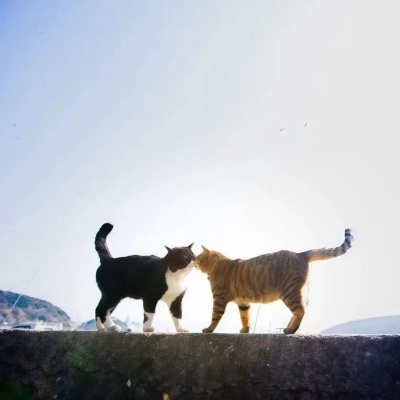 适配微信抖音快手的个性签名 让账号秒有记忆点