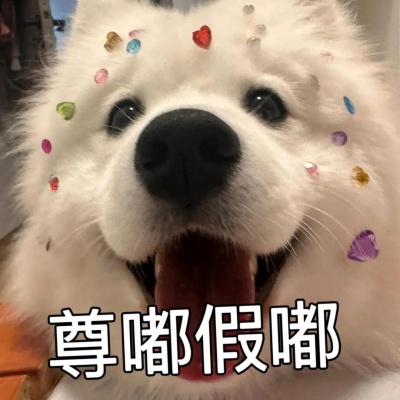 萨摩耶表情包大放送 萌趣治愈一键收藏