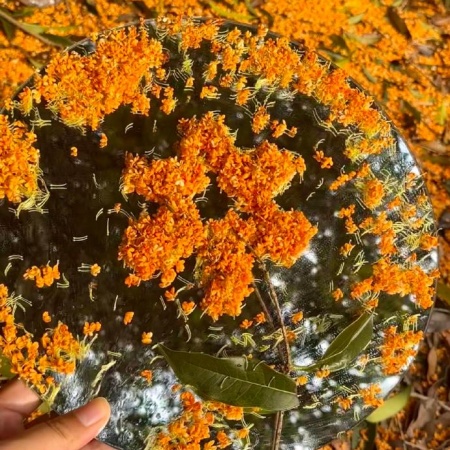 秋日限定桂花美图分享 把秋意藏进相册里