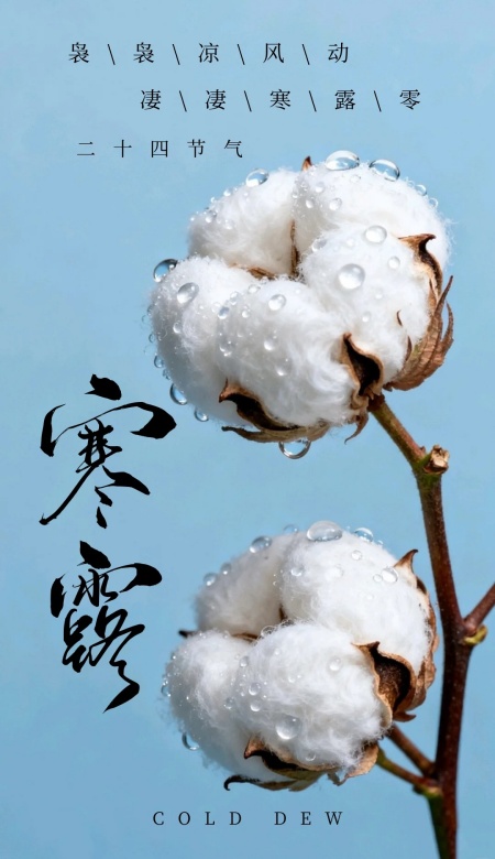2025寒露海报合集来了 解锁节气美学新视觉