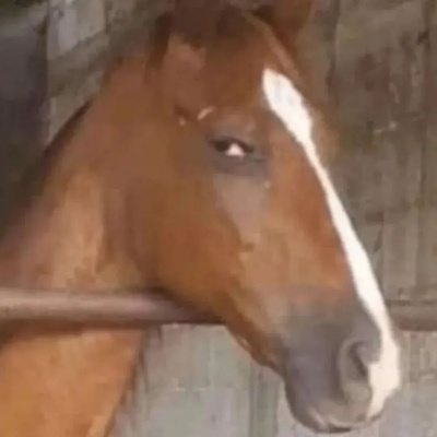 无意义牛马图表情包合集 打工人的混沌笑点密码