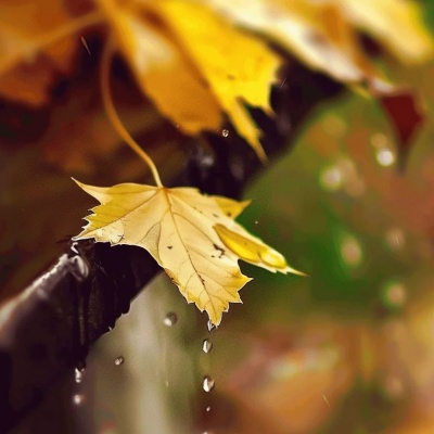 秋分图片素材  二十四节气 —秋分 秋分节气_4_多多喵图片设计～_来自小红书网页版.jpg